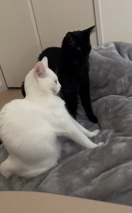 布団の上で同時にのびをする白猫と黒猫