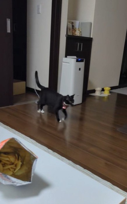 歩いてついていく銀兵衛くん