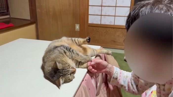 手をつなぐ猫