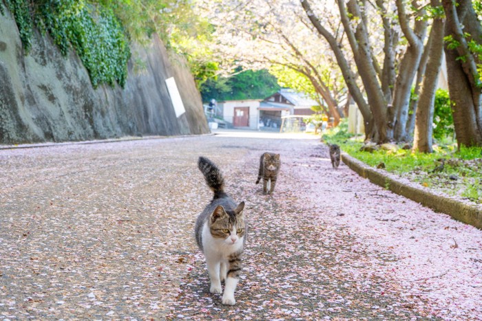 猫と桜
