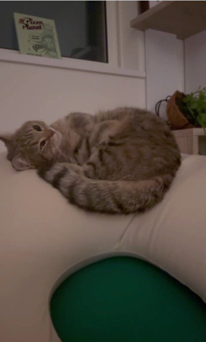 クッションの上にいる猫