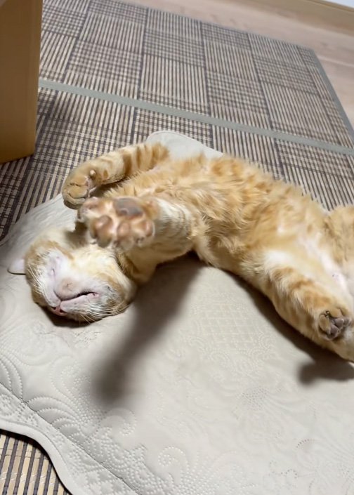 伸びる猫