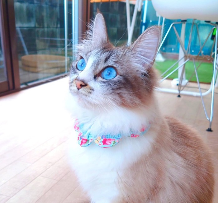 上をじっと見つめる猫