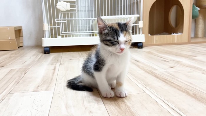 目を瞑る三毛ちゃん