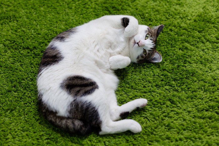 ヘソ天で見つめる猫