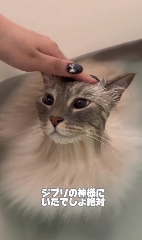 湯船の中に入って毛が膨らんでいる猫