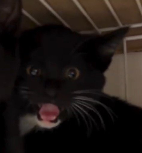 投稿者を見て鳴き声をあげる白黒の子猫