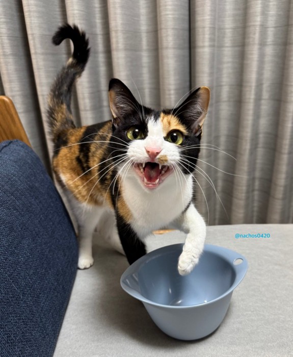 ミニボウルと成猫