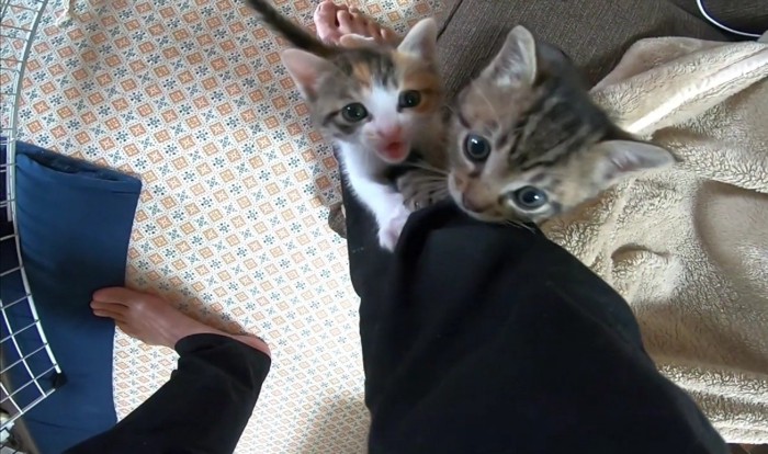 足元にいる2匹の猫キジ白猫は口を開けている