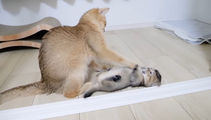 ママ猫がイタズラしている子猫を発見したら…愛情溢れる『親子の姿』に