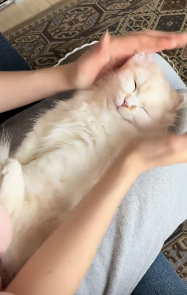 膝の上に寝転がる猫の写真2