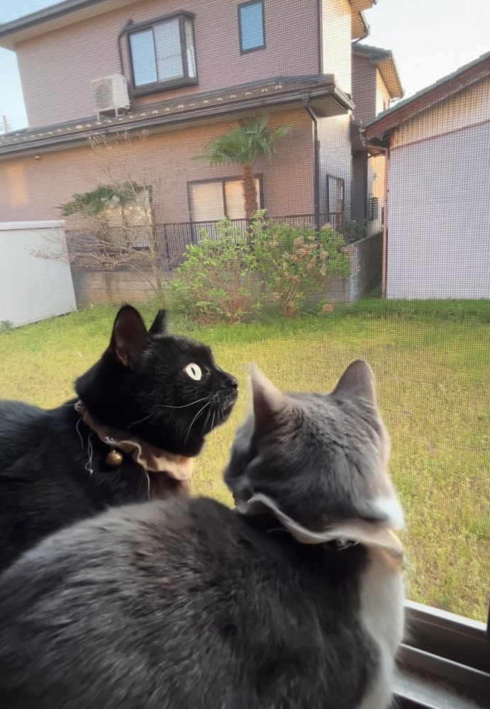 振り返る猫