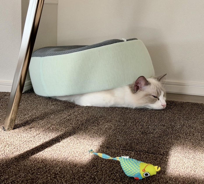 うつ伏せになって、背中にペット用ベッドを乗せている猫