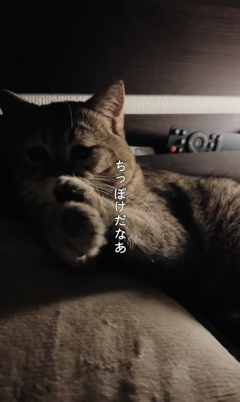 枕に上半身を乗せて両前足を顔のすぐ下で合わせている猫