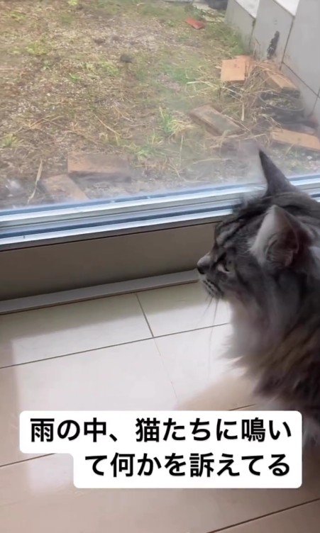 外猫を気にする猫