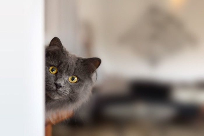 物陰からこちらを見る猫
