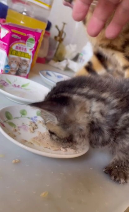 再び食べる子猫