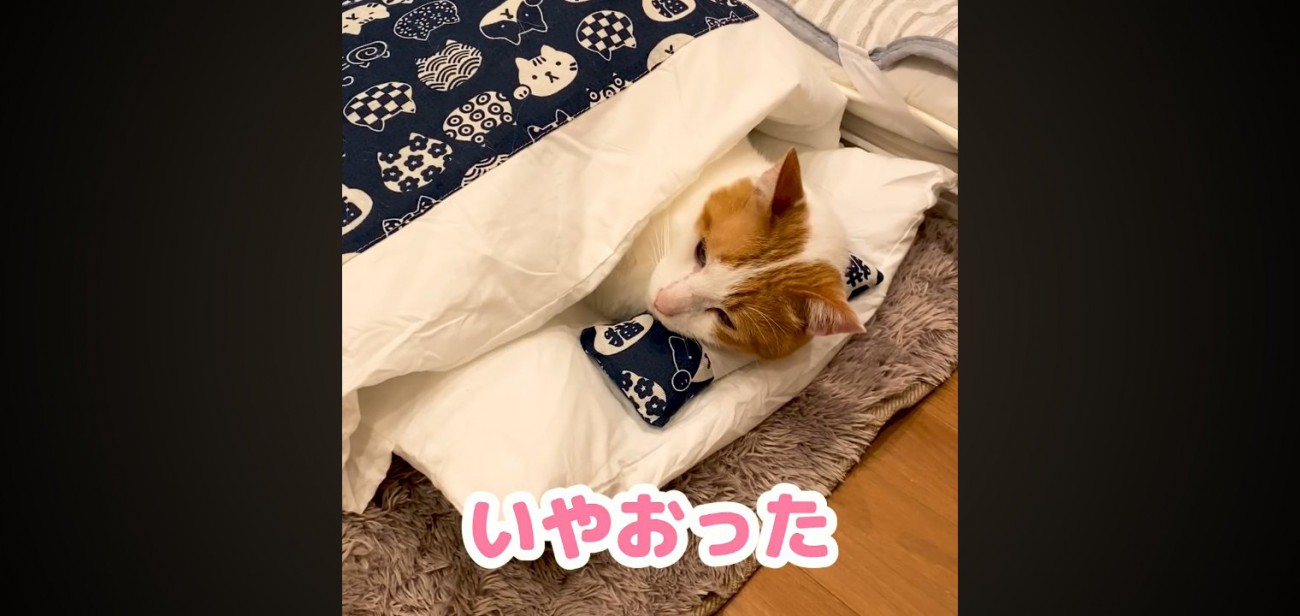 いやおった