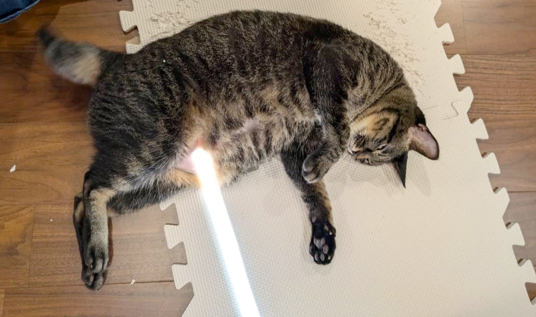 床に転がるにゃんチュウちゃん