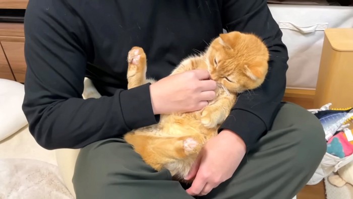 抱っこされるレッド系マンチカン