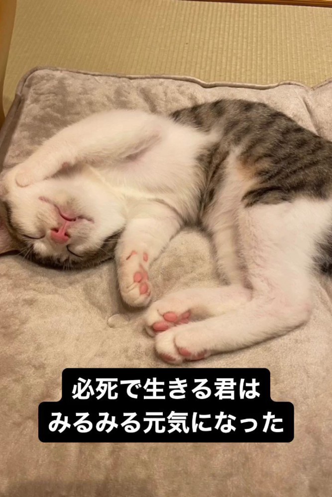 寝ている子猫