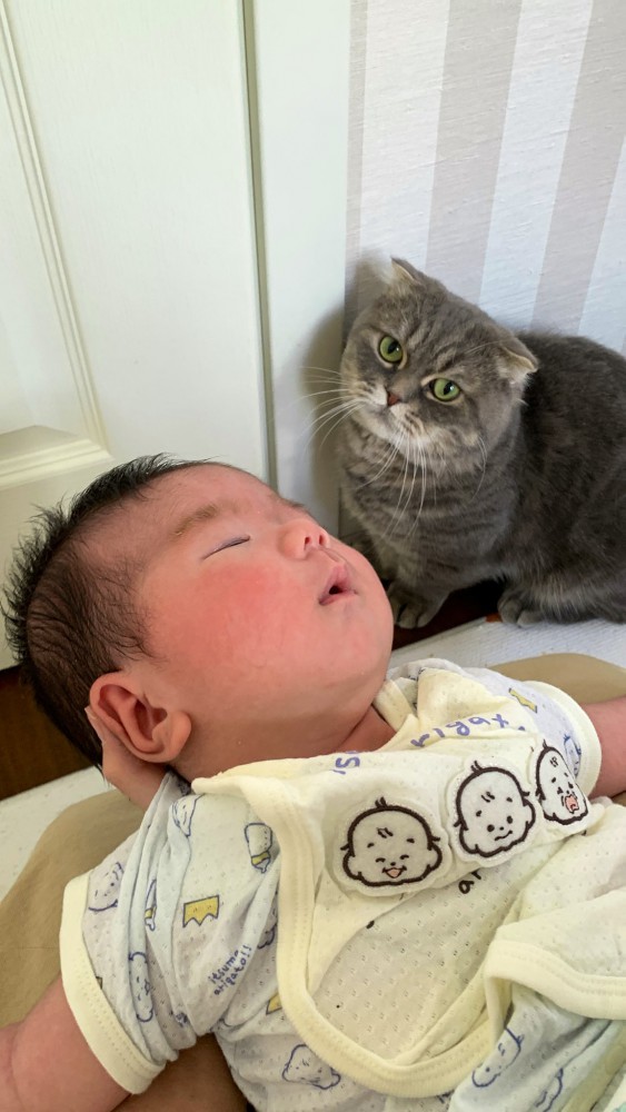 赤ちゃんを見つめる猫