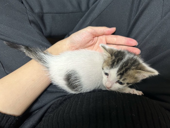 人の膝の上にいる子猫