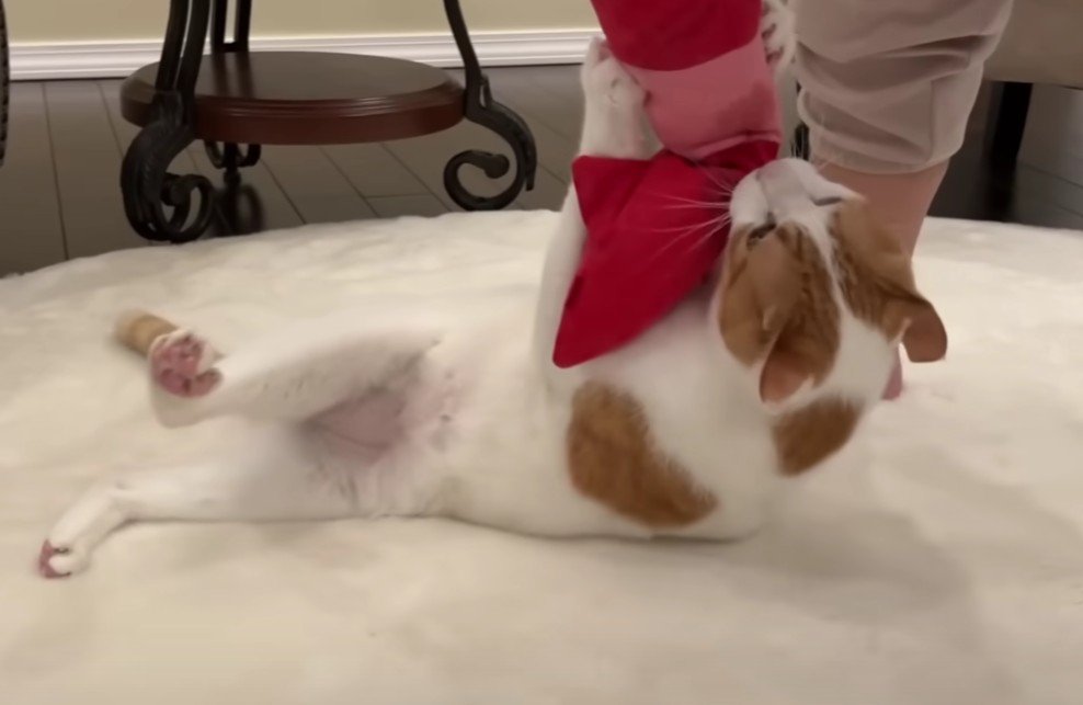 エビくんを取ろうとする人間と取られまいとする猫