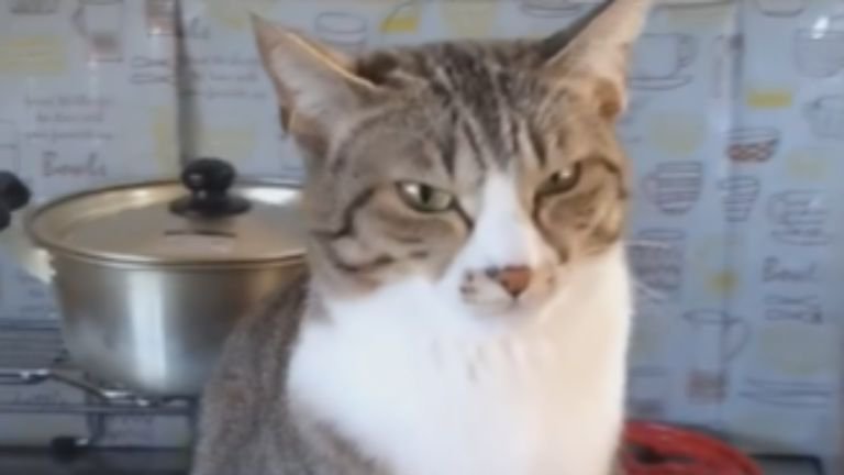 キッチンにいる猫