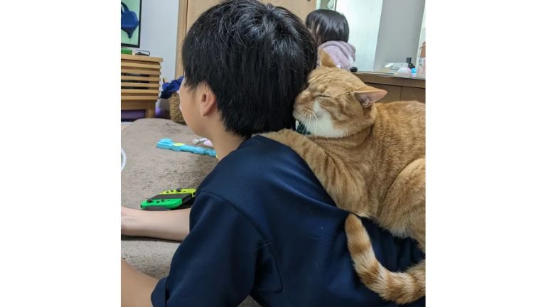 男の子と猫