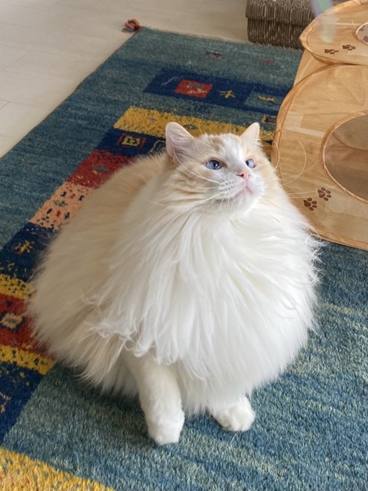 カーペットの上に座って斜め上を見る猫