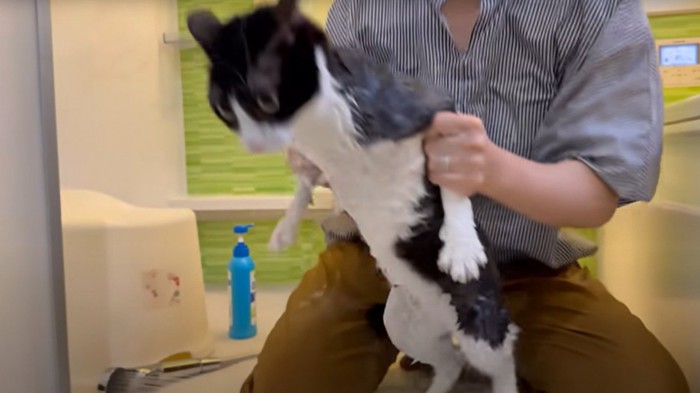 お風呂に入る猫