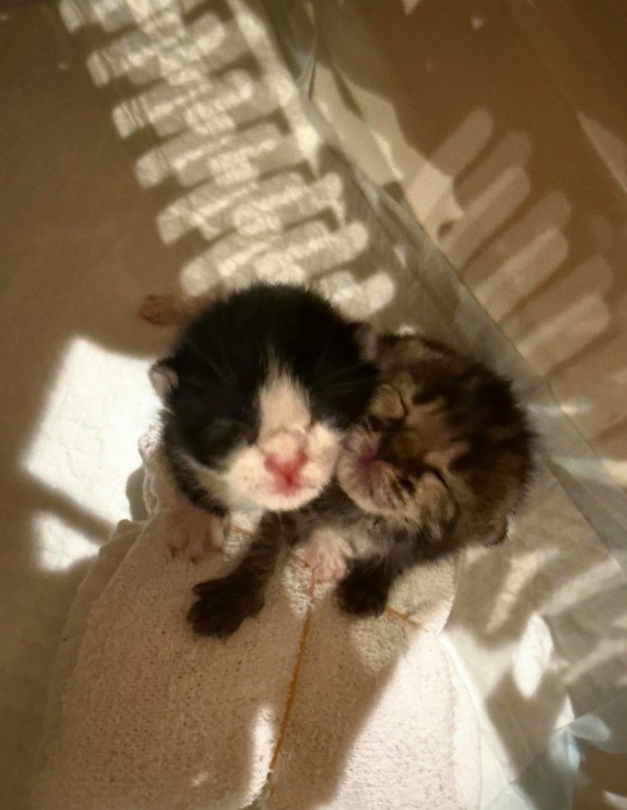 目が開いていない子猫2匹