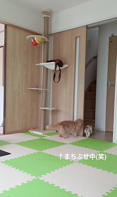 待ち伏せをする猫と驚く猫