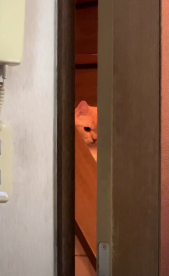 ドアの向こうの縫くん