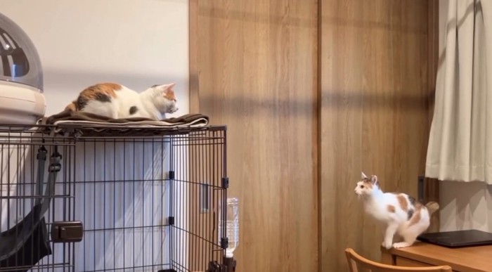 距離を見定める猫2