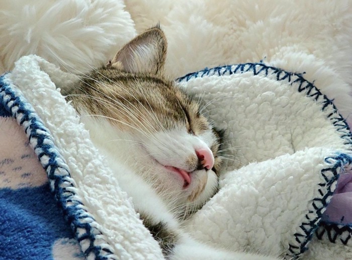 舌が出ている猫