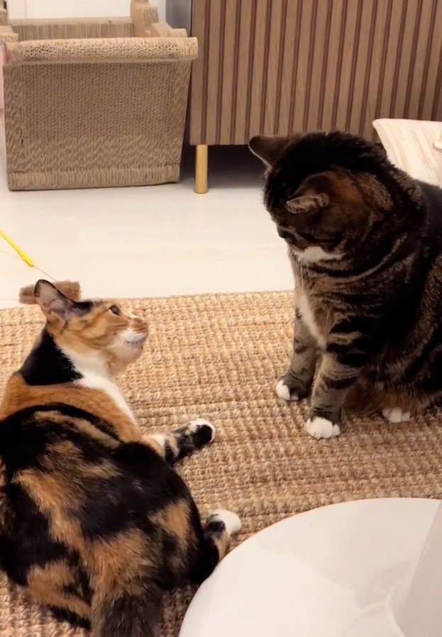 ケンカする2匹の猫