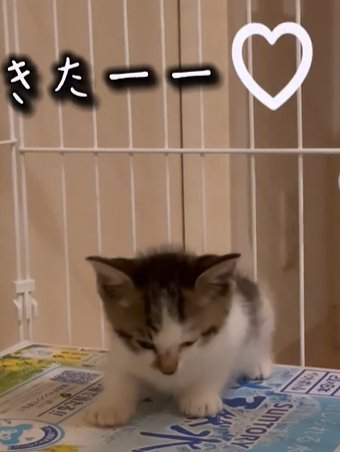 薄目を開けて伏せをする猫（きたーー）