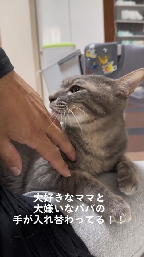手のにおいを嗅ぐ猫