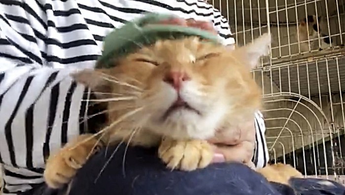 目を細め、口を軽く開けている猫（頭にブラシ有）