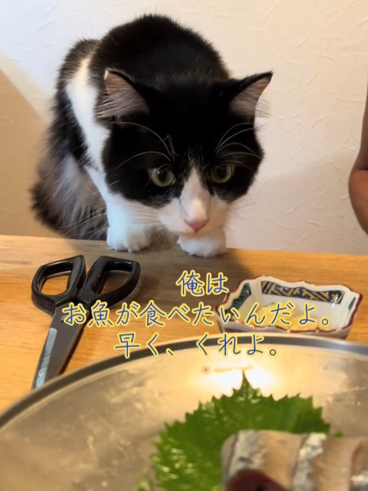 テーブルに前足を乗せる猫