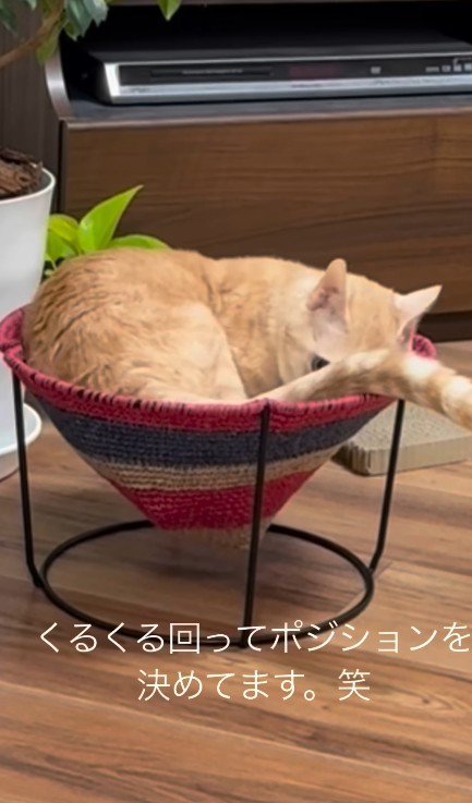 ハンモックに入る猫