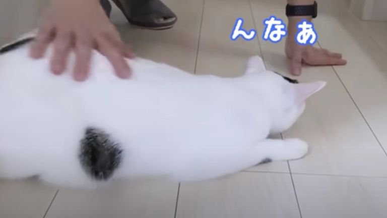 猫を撫でている男性