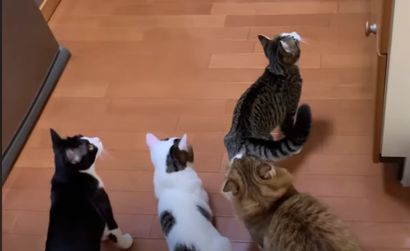 床を歩く4匹の猫