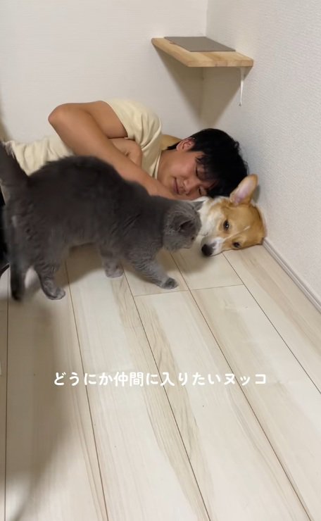 犬と猫と寝ている飼い主と仲間に入りたい猫