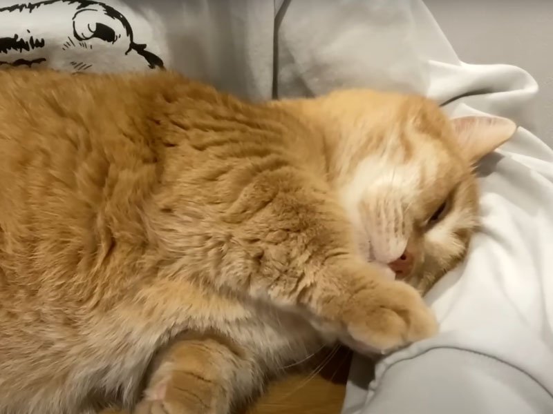 腕の中で眠る猫