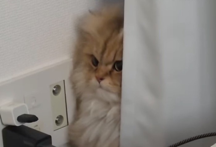 ムッとした顔の猫