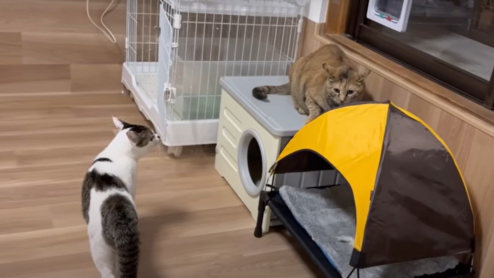 威嚇をする猫と怯える猫