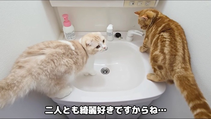 クリーム色の猫から離れようとする茶色の猫